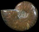 Flashy Red Iridescent Ammonite - Wide #52338-1